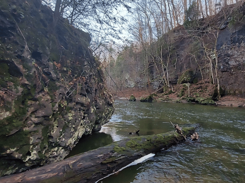 Maude's Cedar Narrows Trail