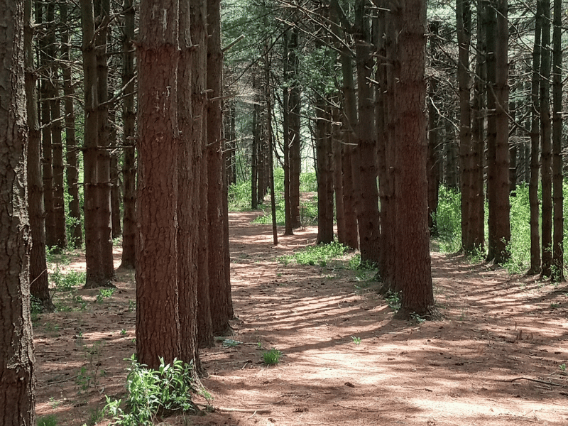 East Trail Loop at Paint Creek State Park