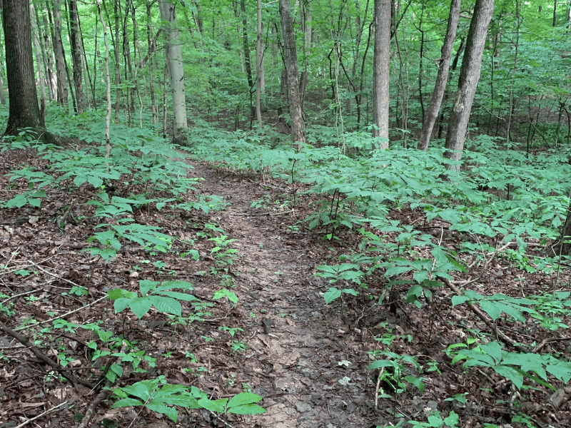 Roundtop Loop Trail