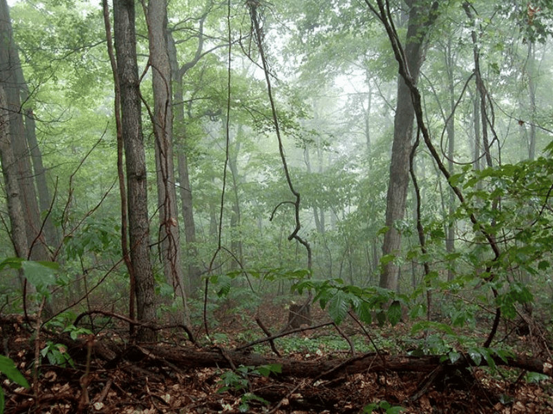 Spruce Hill Earthworks