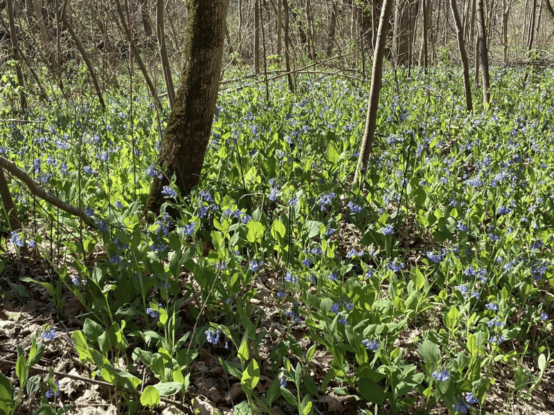 Tuliptree Trail